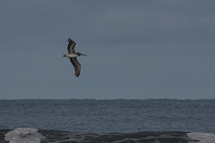 DPPhotography - Costa rica - Brown pelican - F