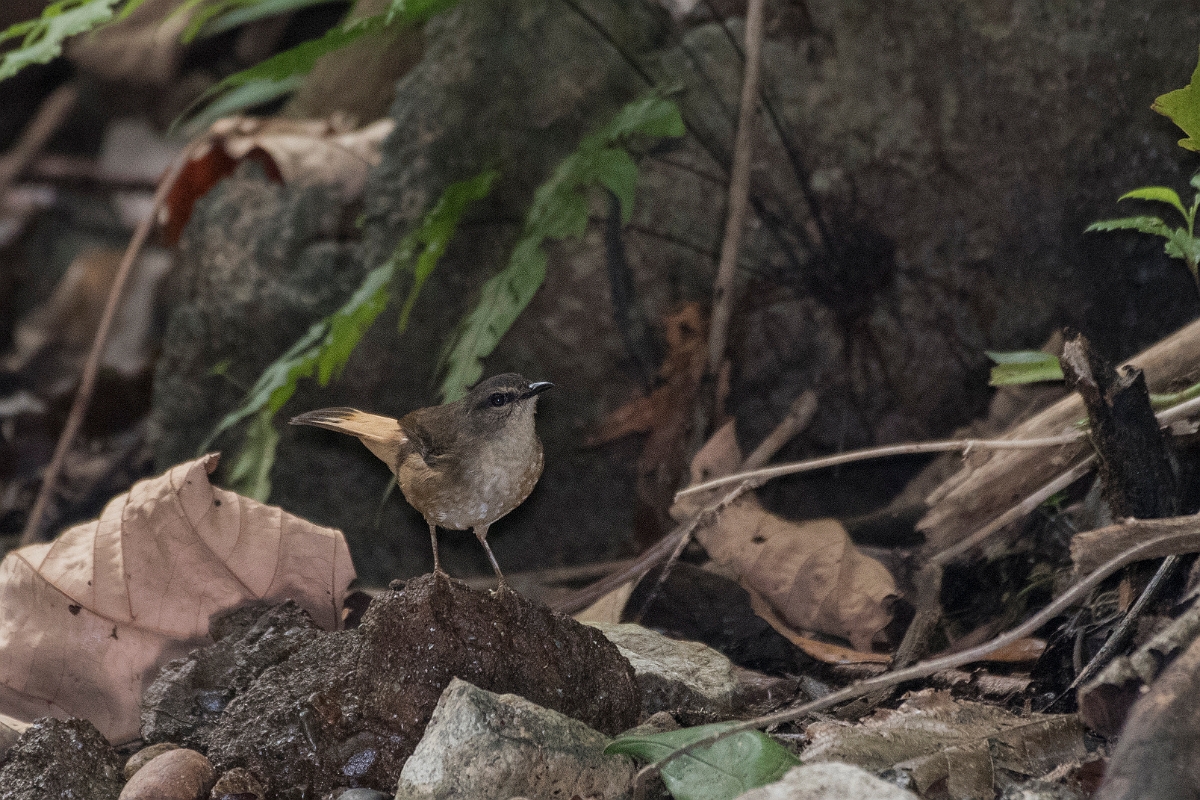 DPPhotography - Costa rica - Buff-rumped warbler - D.jpg - Buff-rumped warbler - El Remanso, Costa Rica