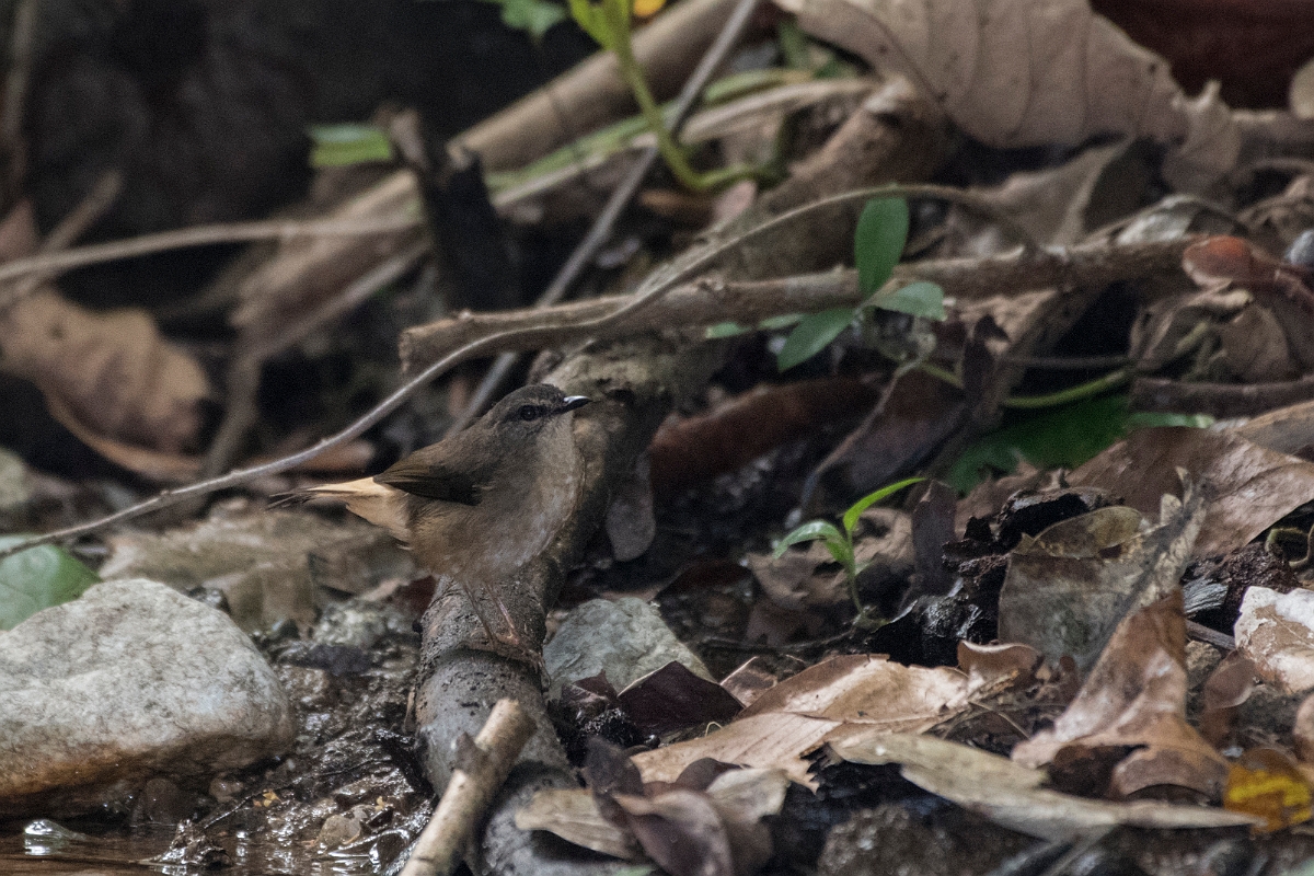 DPPhotography - Costa rica - Buff-rumped warbler - E.jpg - Buff-rumped warbler - El Remanso, Costa Rica