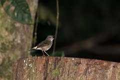 DPPhotography - Costa rica - Buff-rumped warbler - B