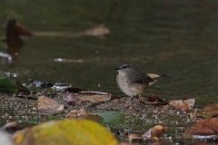 DPPhotography - Costa rica - Buff-rumped warbler - C