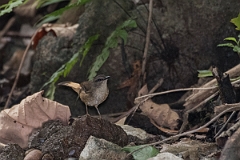 DPPhotography - Costa rica - Buff-rumped warbler - D