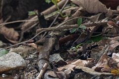 DPPhotography - Costa rica - Buff-rumped warbler - E
