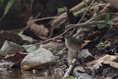 DPPhotography - Costa rica - Buff-rumped warbler - F