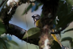 DPPhotography - Costa rica - Buff-throated saltator - A