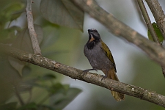 DPPhotography - Costa rica - Buff-throated saltator - C