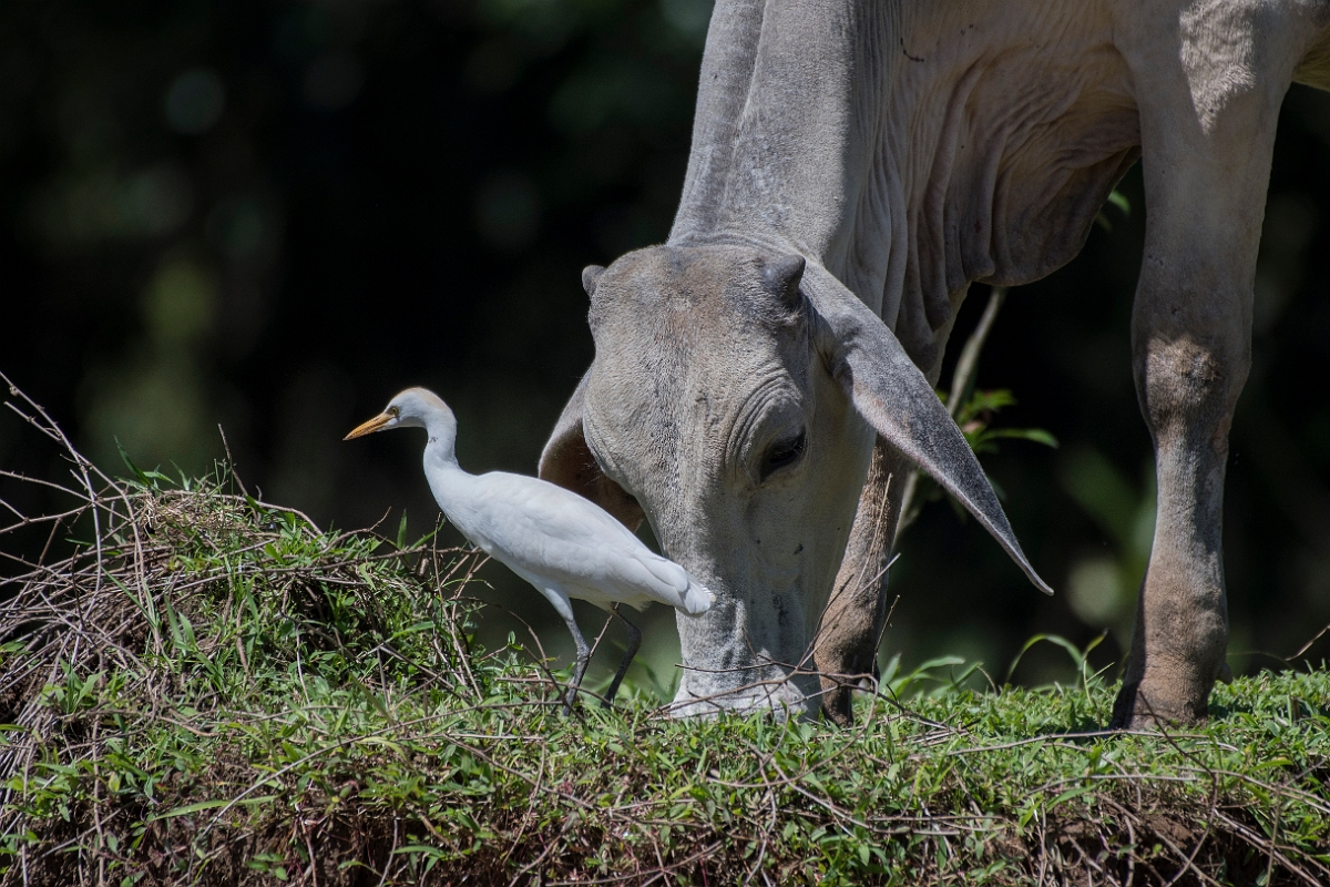 DPPhotography - Costa rica - Cattle egret - A.jpg - Cattle egret - Tortuguero, Costa Rica