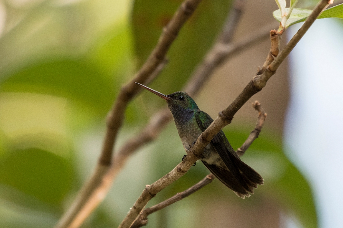 DPPhotography - Costa rica - Charming hummingbird - C.jpg - Charming hummingbird - El Remanso, Costa Rica