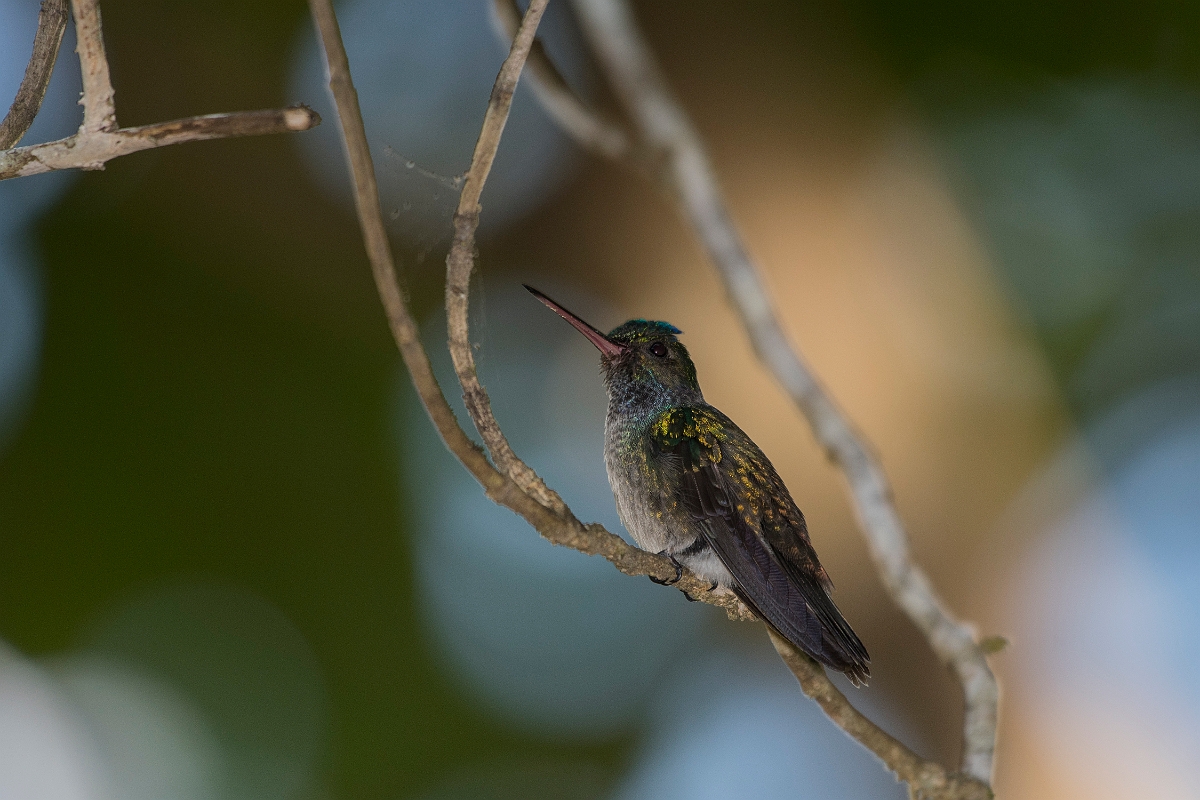 DPPhotography - Costa rica - Charming hummingbird - F.jpg - Charming hummingbird - El Remanso, Costa Rica