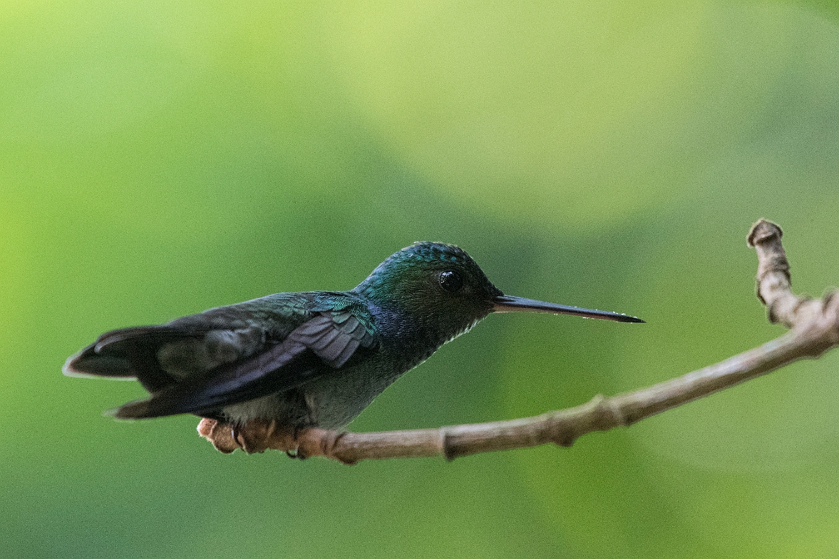 DPPhotography - Costa rica - Charming hummingbird - G.jpg - Charming hummingbird - El Remanso, Costa Rica