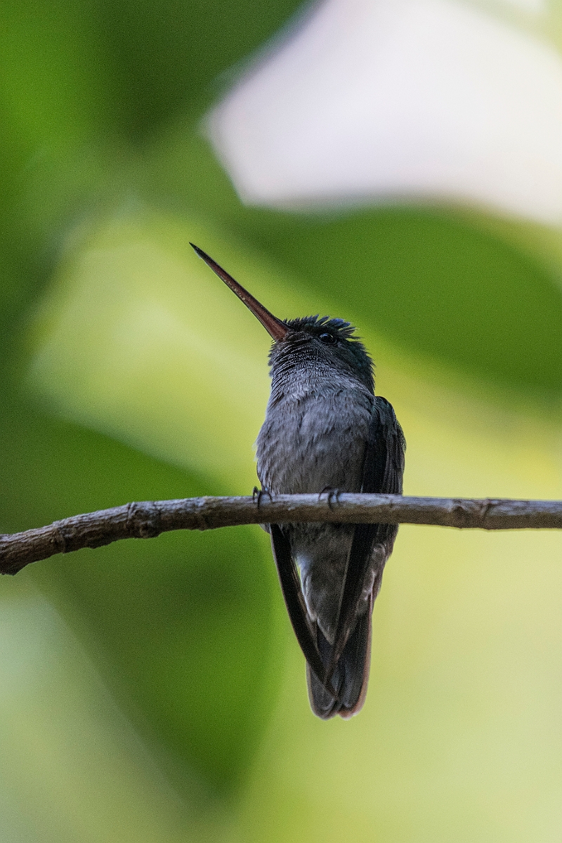 DPPhotography - Costa rica - Charming hummingbird - H.jpg - Charming hummingbird - El Remanso, Costa Rica