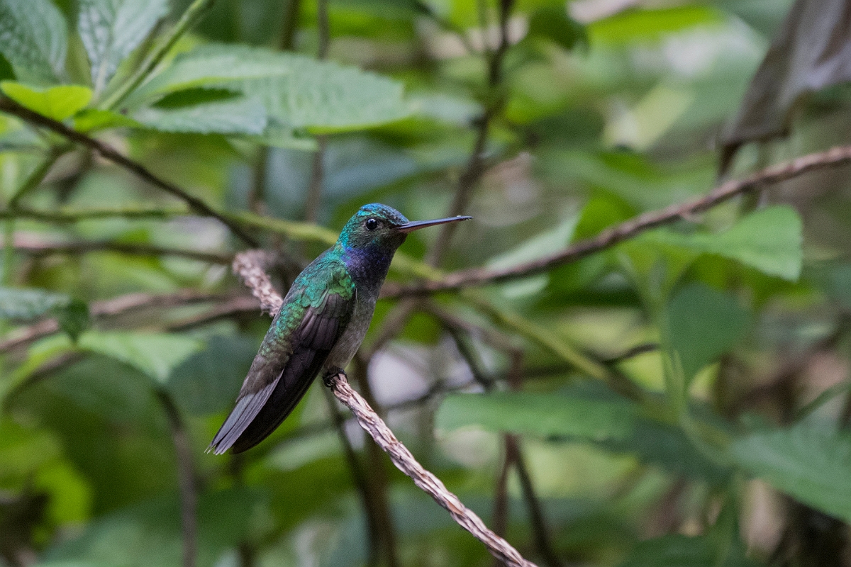 DPPhotography - Costa rica - Charming hummingbird - I.jpg - Charming hummingbird - El Remanso, Costa Rica