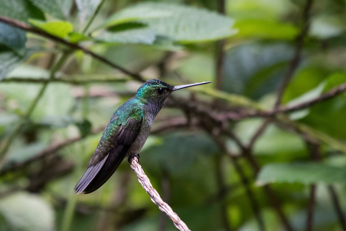 DPPhotography - Costa rica - Charming hummingbird - J.jpg - Charming hummingbird - El Remanso, Costa Rica