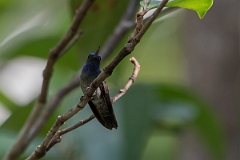 DPPhotography - Costa rica - Charming hummingbird - A