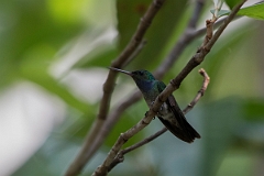 DPPhotography - Costa rica - Charming hummingbird - B
