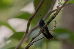 DPPhotography - Costa rica - Charming hummingbird - D