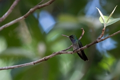 DPPhotography - Costa rica - Charming hummingbird - E