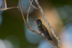 DPPhotography - Costa rica - Charming hummingbird - F