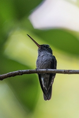 DPPhotography - Costa rica - Charming hummingbird - H