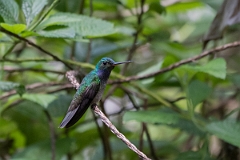 DPPhotography - Costa rica - Charming hummingbird - I