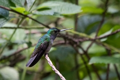 DPPhotography - Costa rica - Charming hummingbird - J