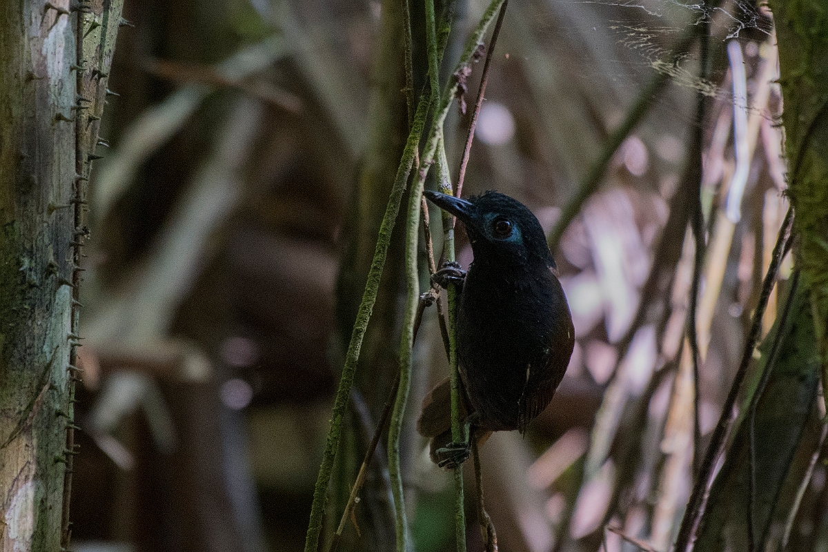 DPPhotography - Costa rica - Chestnut-backed antbird - D.jpg - Chestnut-backed antbird - El Remanso, Costa Rica
