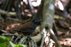 DPPhotography - Costa rica - Chestnut-backed antbird - B