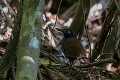 DPPhotography - Costa rica - Chestnut-backed antbird - C