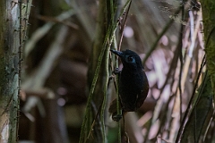 DPPhotography - Costa rica - Chestnut-backed antbird - D