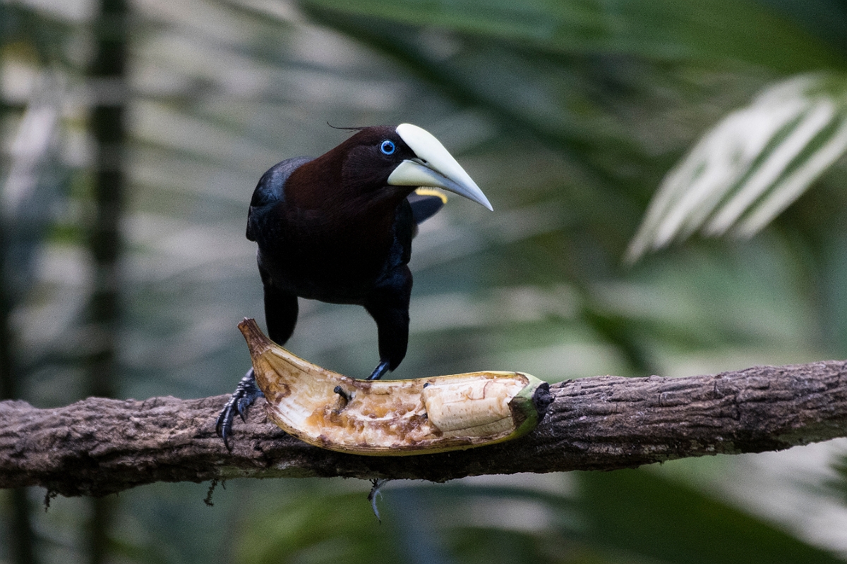 DPPhotography - Costa rica - Chestnut-headed oropendola - A.jpg - Chestnut-headed oropendola - Rancho Naturalista, Costa Rica