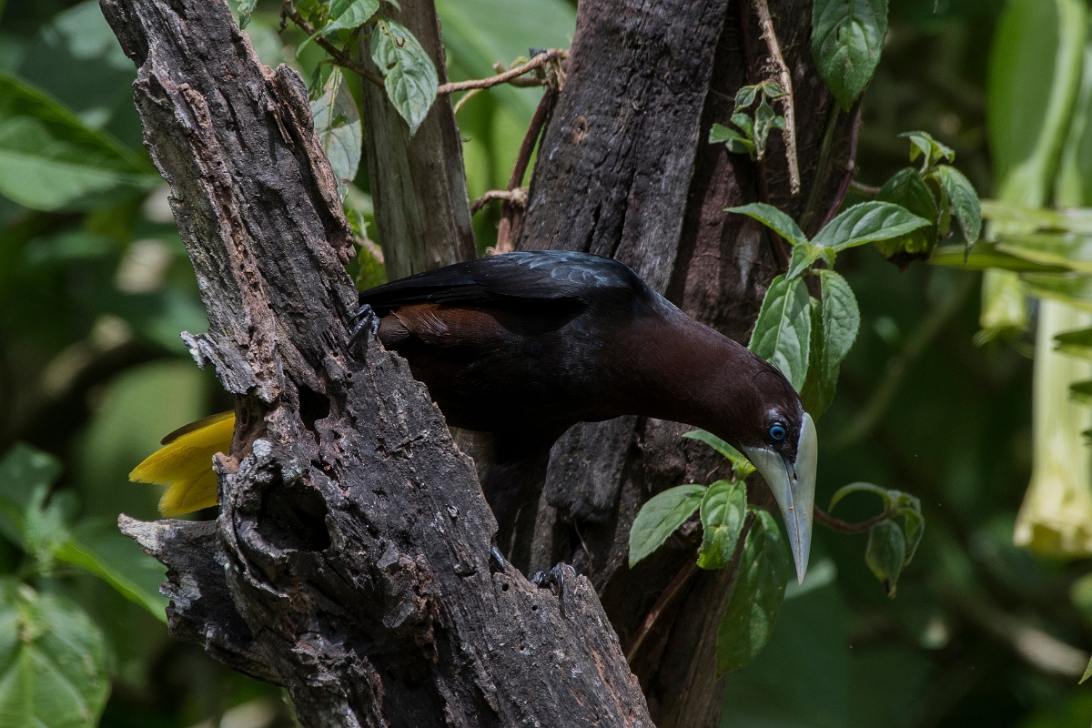 DPPhotography - Costa rica - Chestnut-headed oropendola - C.jpg - Chestnut-headed oropendola - Rancho Naturalista, Costa Rica