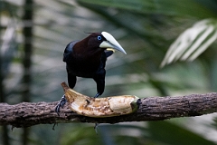 DPPhotography - Costa rica - Chestnut-headed oropendola - A