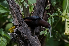DPPhotography - Costa rica - Chestnut-headed oropendola - C