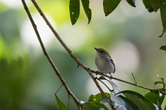 DPPhotography - Costa rica - Chestnut-sided warbler - A