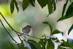 DPPhotography - Costa rica - Chestnut-sided warbler - B