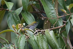 DPPhotography - Costa rica - Chestnut-sided warbler - C