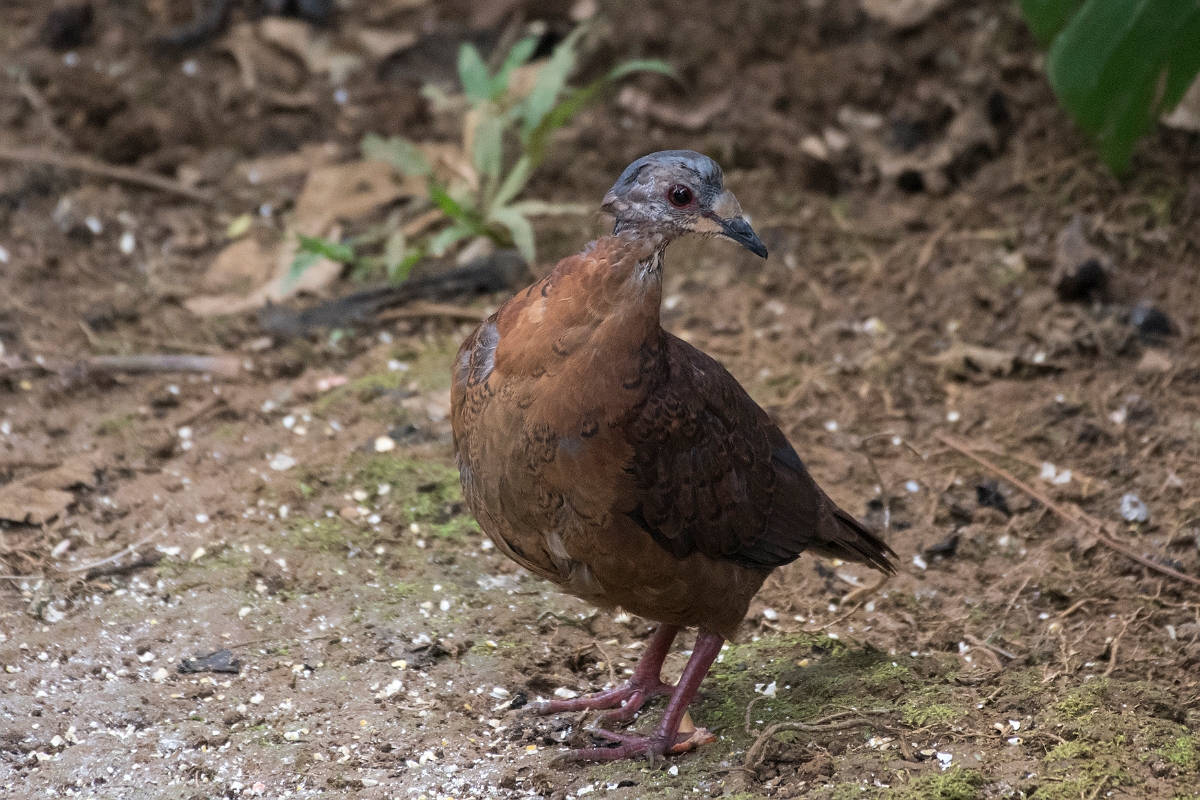 DPPhotography - Costa rica - Chiriqui quail-dove - B.jpg - Chiriqui quail-dove - Rancho Naturalista, Costa Rica