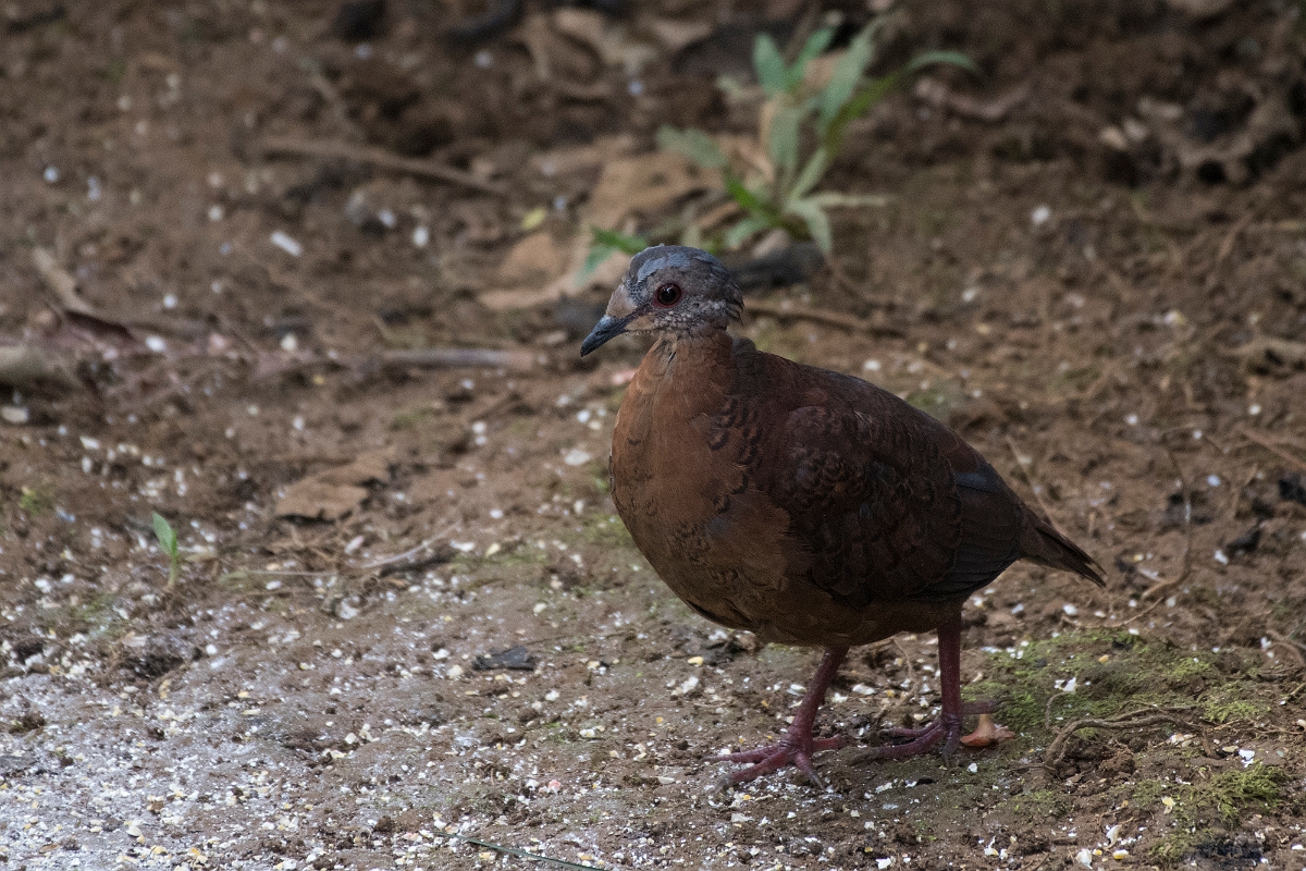 DPPhotography - Costa rica - Chiriqui quail-dove - C.jpg - Chiriqui quail-dove - Rancho Naturalista, Costa Rica