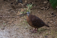 DPPhotography - Costa rica - Chiriqui quail-dove - A
