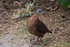 DPPhotography - Costa rica - Chiriqui quail-dove - B