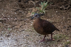 DPPhotography - Costa rica - Chiriqui quail-dove - C