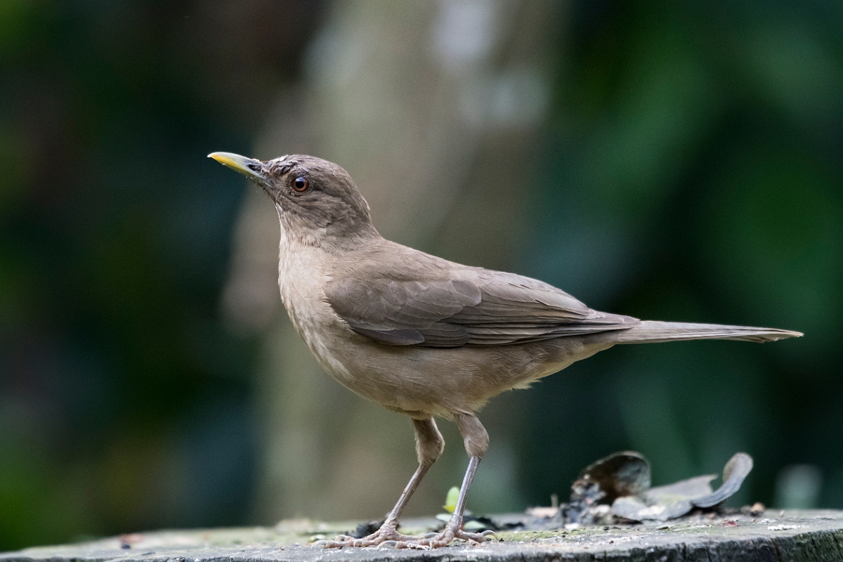DPPhotography - Costa rica - Clay-colored thrush - B.jpg - Clay-colored thrush - La Qunita de Sarapiqui, Costa Rica