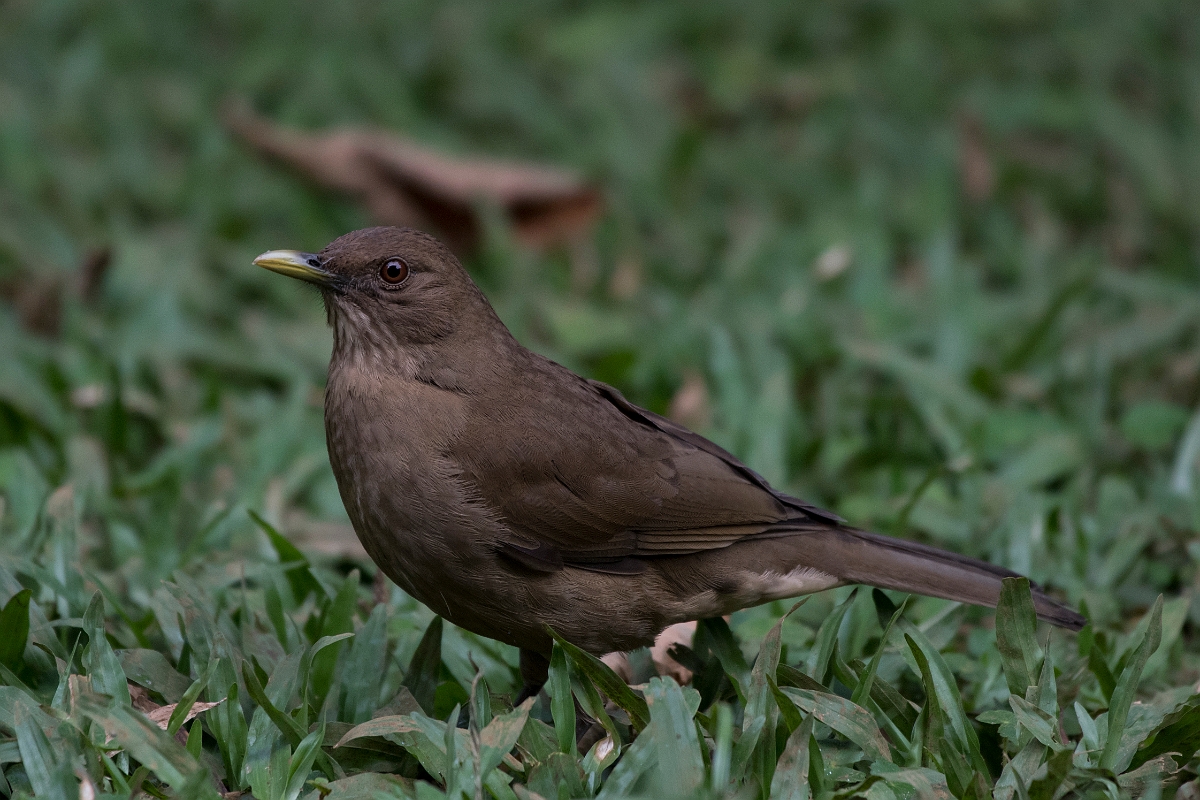 DPPhotography - Costa rica - Clay-colored thrush - F.jpg - Clay-colored thrush - Rancho Naturalista, Costa Rica