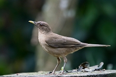DPPhotography - Costa rica - Clay-colored thrush - B