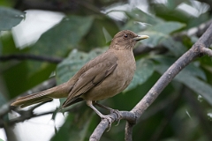 DPPhotography - Costa rica - Clay-colored thrush - C