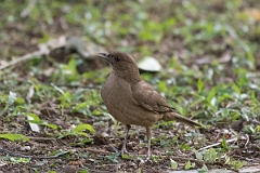 DPPhotography - Costa rica - Clay-colored thrush - D