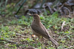 DPPhotography - Costa rica - Clay-colored thrush - E