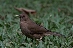 DPPhotography - Costa rica - Clay-colored thrush - F