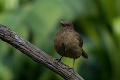 DPPhotography - Costa rica - Clay-colored thrush - G