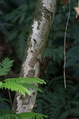 DPPhotography - Costa rica - Cocoa woodcreeper - A